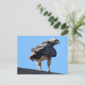 Carte Postale Buse à queue rousse agitée (Debout devant)