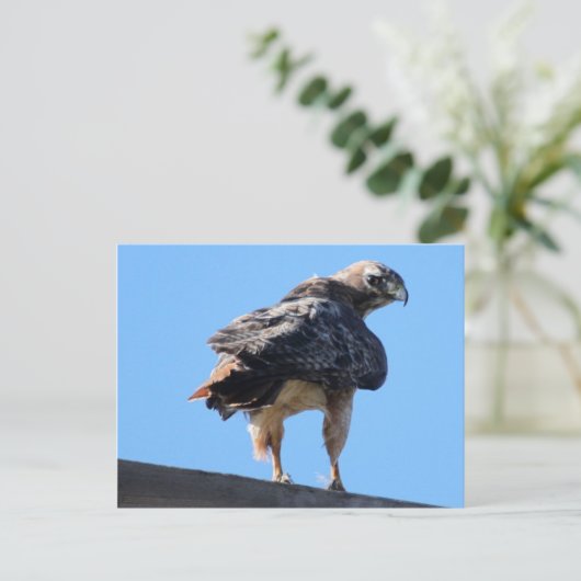 Carte Postale Buse à queue rousse agitée (Debout devant)