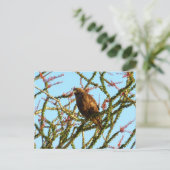 Carte Postale Buse à queue rousse immature dans un buisson d'oco (Debout devant)