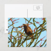 Carte Postale Buse à queue rousse immature dans un buisson d'oco (Devant / Derrière)