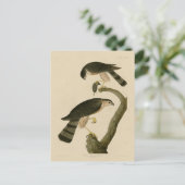 Carte Postale Buse à tête blanche des oiseaux d'Amérique d'Audub (Debout devant)