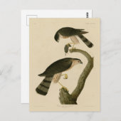 Carte Postale Buse à tête blanche des oiseaux d'Amérique d'Audub (Devant / Derrière)