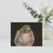 Carte Postale Buse artisanale (Debout devant)