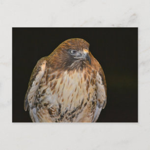 Carte Postale Buse artisanale