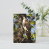 Carte Postale Buse attentive (Debout devant)
