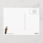 Carte Postale Buse attentive (Dos)