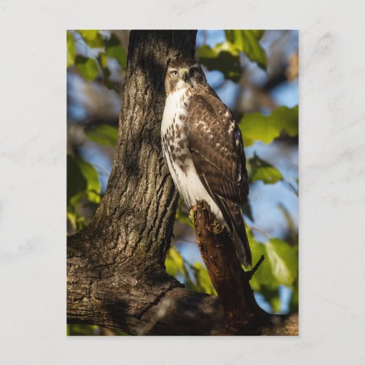 Carte Postale Buse attentive (Devant)