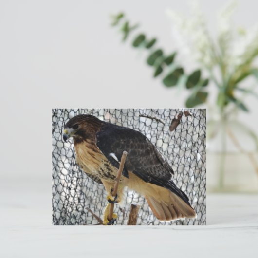 Carte Postale Buse de la queue rouge (Debout devant)