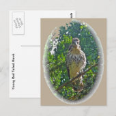 Carte Postale Buse de queue rousse immature coordonnant les élém (Devant / Derrière)