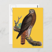 Carte Postale Buse noire à queue rouge (Devant / Derrière)