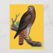 Carte Postale Buse noire à queue rouge (Devant)