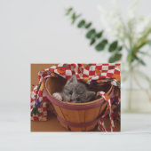 Carte Postale Bushel de Kitty (Debout devant)