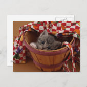 Carte Postale Bushel de Kitty (Devant / Derrière)