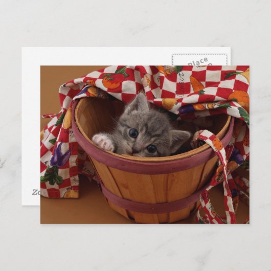 Carte Postale Bushel de Kitty (Devant / Derrière)