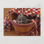 Carte Postale Bushel de Kitty (Devant)