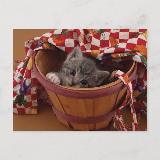Carte Postale Bushel de Kitty (Devant)
