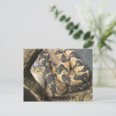 Carte Postale Bushmaster (Debout devant)