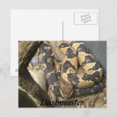 Carte Postale Bushmaster (Devant / Derrière)