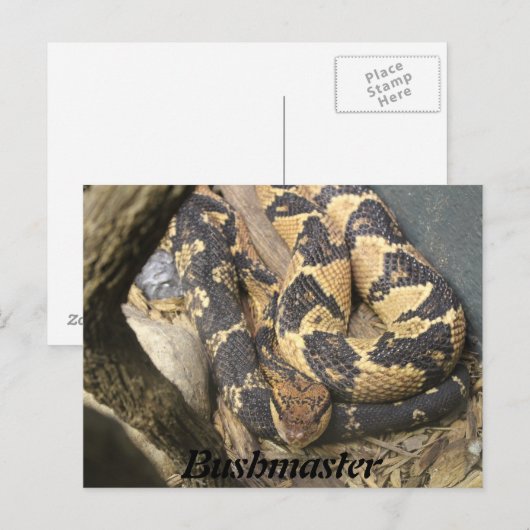 Carte Postale Bushmaster (Devant / Derrière)