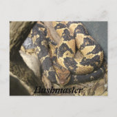 Carte Postale Bushmaster (Devant)