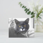 Carte postale Buster (Debout devant)