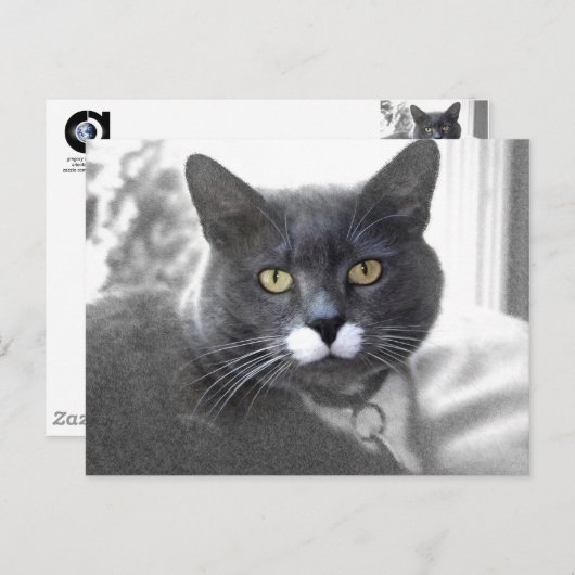 Carte postale Buster (Devant / Derrière)