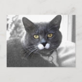 Carte postale Buster (Devant)