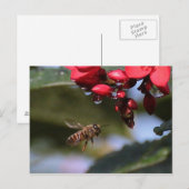 Carte Postale Busy Bee (Devant / Derrière)