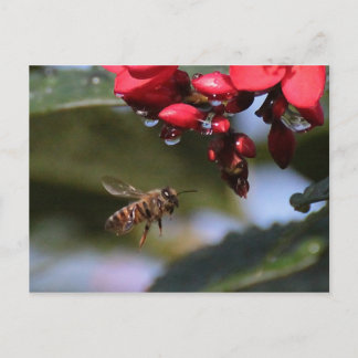 Carte Postale Busy Bee
