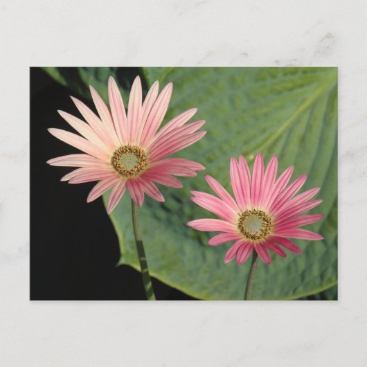 Carte Postale Bute Park, Cardiff, Pays de Galles (Devant)