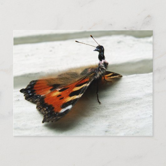 Carte Postale Butteremu (Devant)