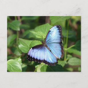 Carte Postale butterfly