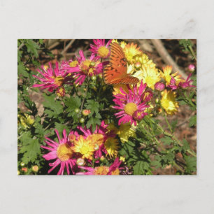Carte Postale Butterfly at Bellingrath