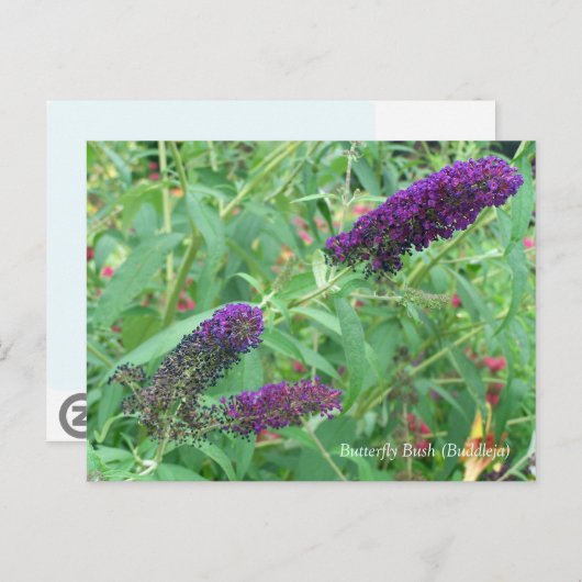 Carte Postale Butterfly Bush Bouddleja Davidii Floral (Devant / Derrière)