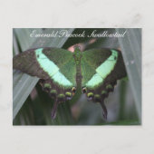 Carte Postale Butterfly Emerald Peacock Swallowtail # 2 (Devant)