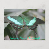 Carte Postale Butterfly Emerald Peacock Swallowtail # 3 (Devant)