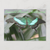 Carte Postale Butterfly Emerald Peacock Swallowtail # 5 (Devant)