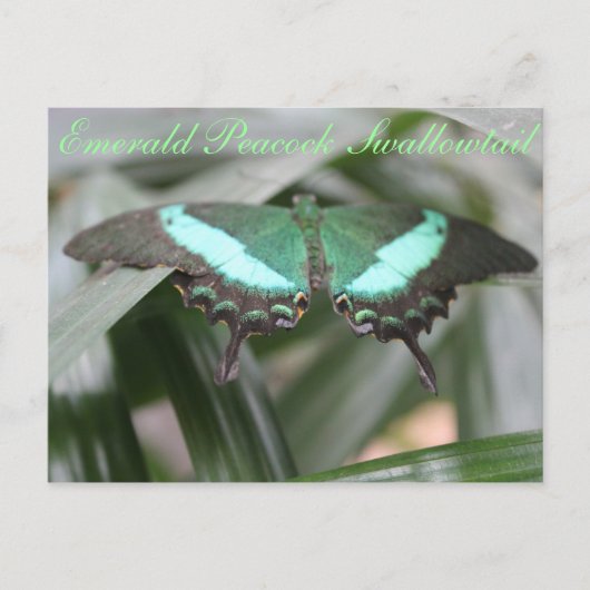 Carte Postale Butterfly Emerald Peacock Swallowtail # 5 (Devant)