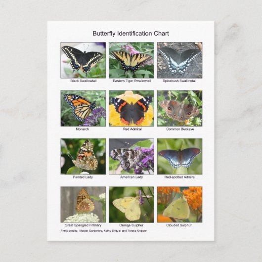 Carte Postale Butterfly identification  (Devant)