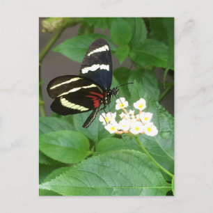 Carte Postale Butterfly on flowers postcard