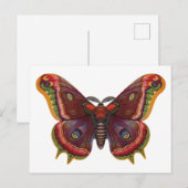 Carte Postale Butterfly Wings Insect Vintage Postcard (Devant / Derrière)