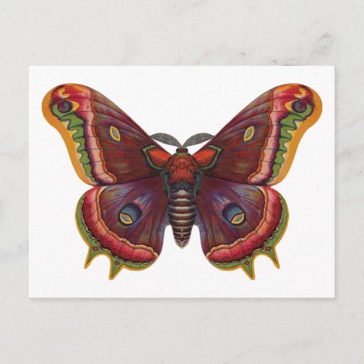 Carte Postale Butterfly Wings Insect Vintage Postcard (Devant)