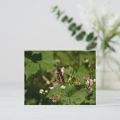 Carte Postale Butterfly with closed wings on a flower (Debout devant)