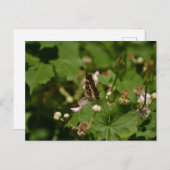 Carte Postale Butterfly with closed wings on a flower (Devant / Derrière)