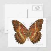 Carte Postale Butterfly with wings (Devant / Derrière)