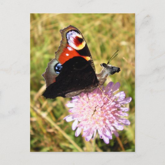 Carte Postale Buttermoose (Devant)