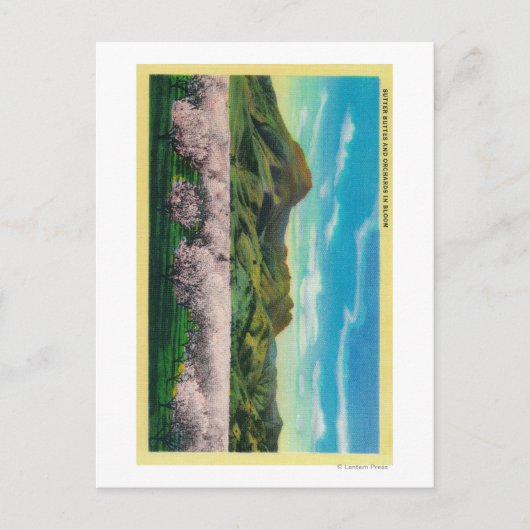 Carte Postale Buttes Sutter et vergers en fleurs (Devant)