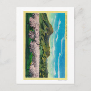Carte Postale Buttes Sutter et vergers en fleurs