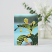 Carte Postale Button Bush sur le fleuve Mississippi (Debout devant)