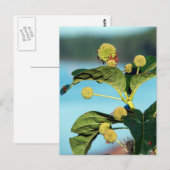 Carte Postale Button Bush sur le fleuve Mississippi (Devant / Derrière)